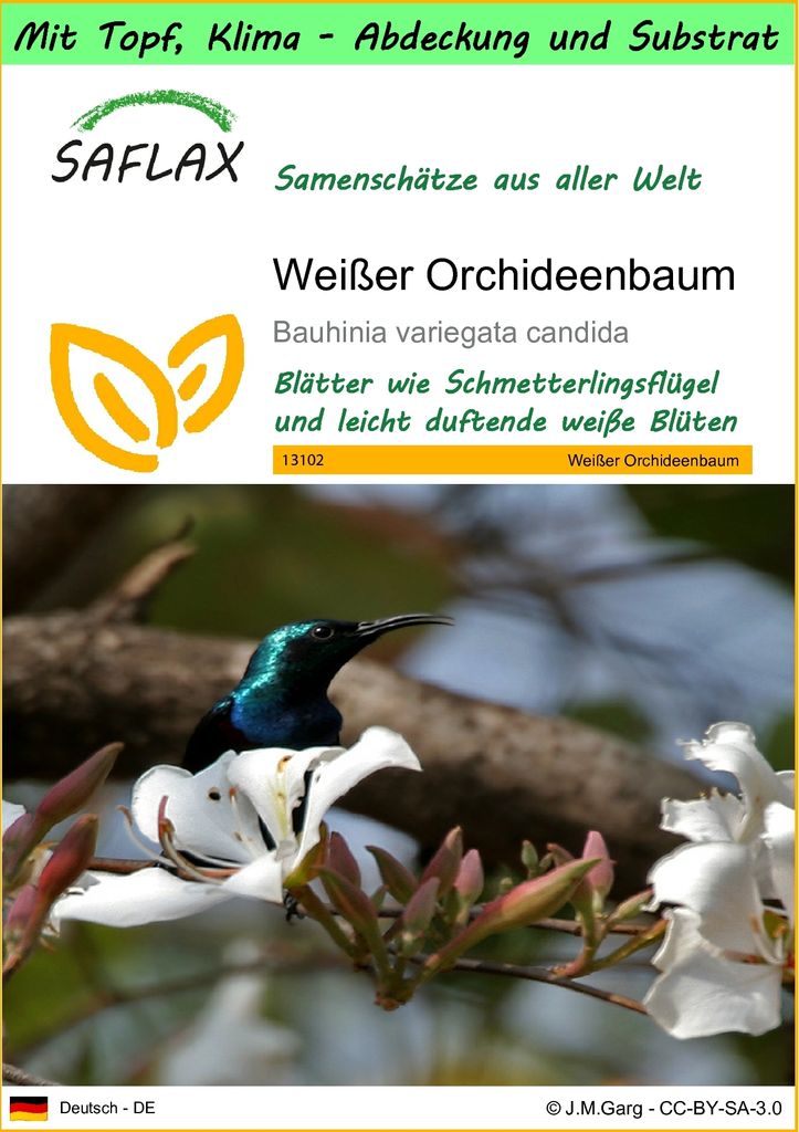 SAFLAX Garden to go - Weißer Orchideenbaum - Bauhinia variegata candida - 5 Samen - Mit Topf, Klima - Deckel und Anzuchtsubstrat