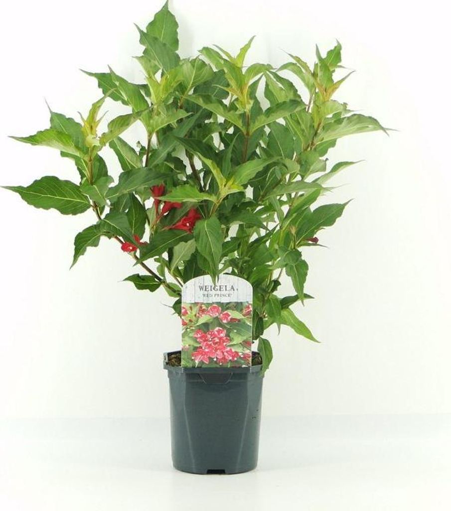 Weigela „Red Prince“ – Blühstrauch 40–60 cm | Rote Zierstrauch Glockenblume für Garten, Hecke & Beet
