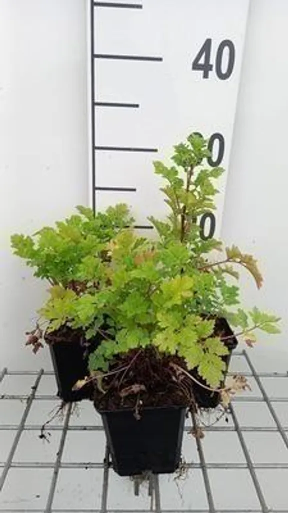 Plante vivace Tanacetum parthenium lot de 6 marguerites de jardin