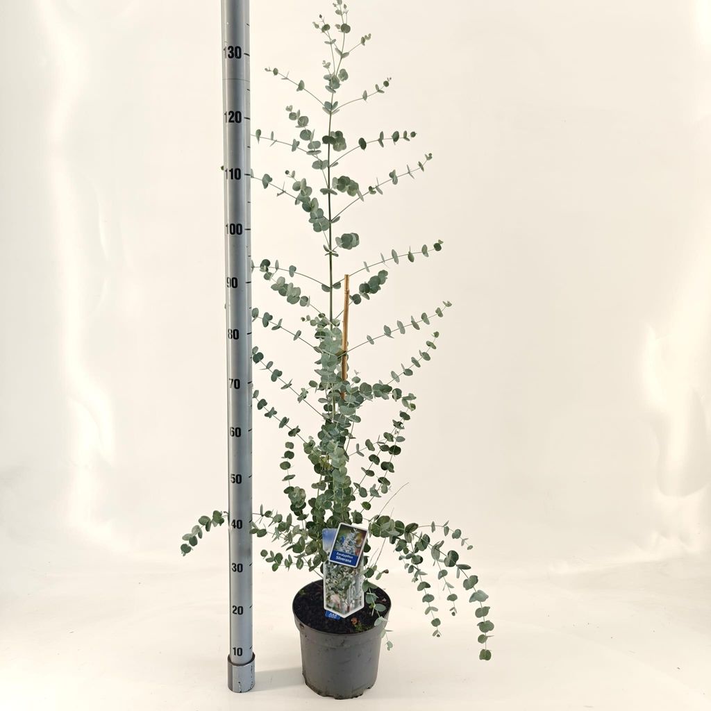 Eucalyptus gunnii Silverana ('Ion40'PBR) - Echter Eukalyptus | 100-120 cm im Topf
