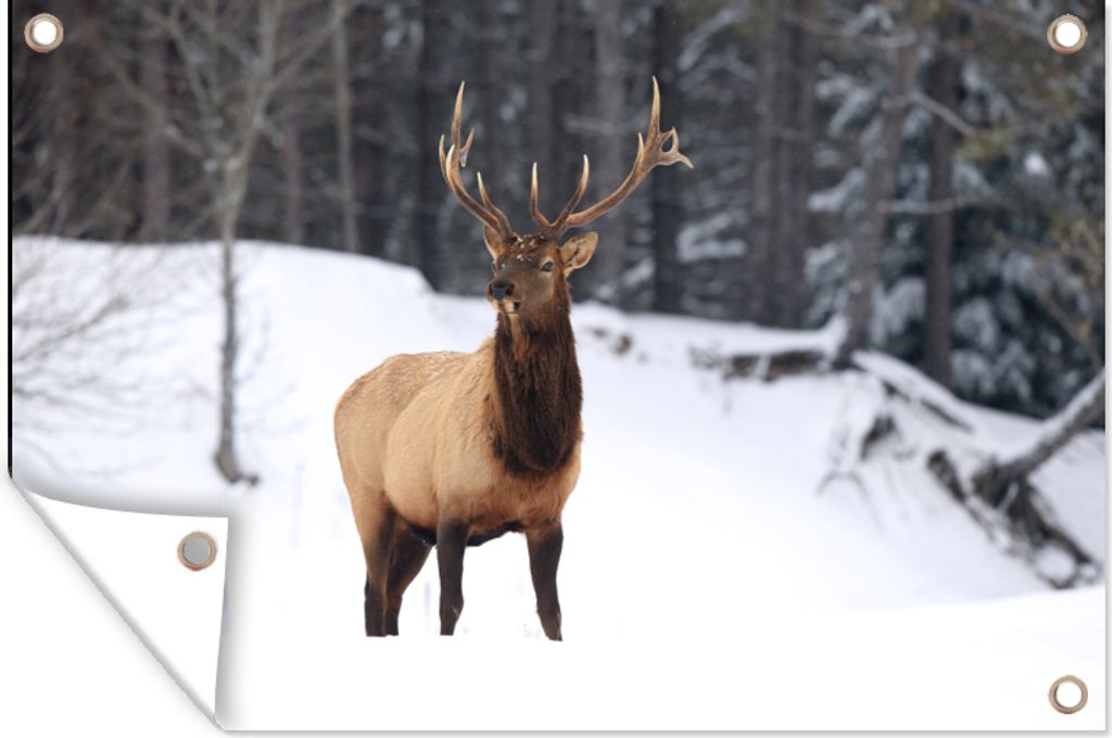 MuchoWow 90x60 cm Outdoor-Poster Gartendeko Sichtschutz Garten Poster für den Garten Rotwild - Schnee - Winter