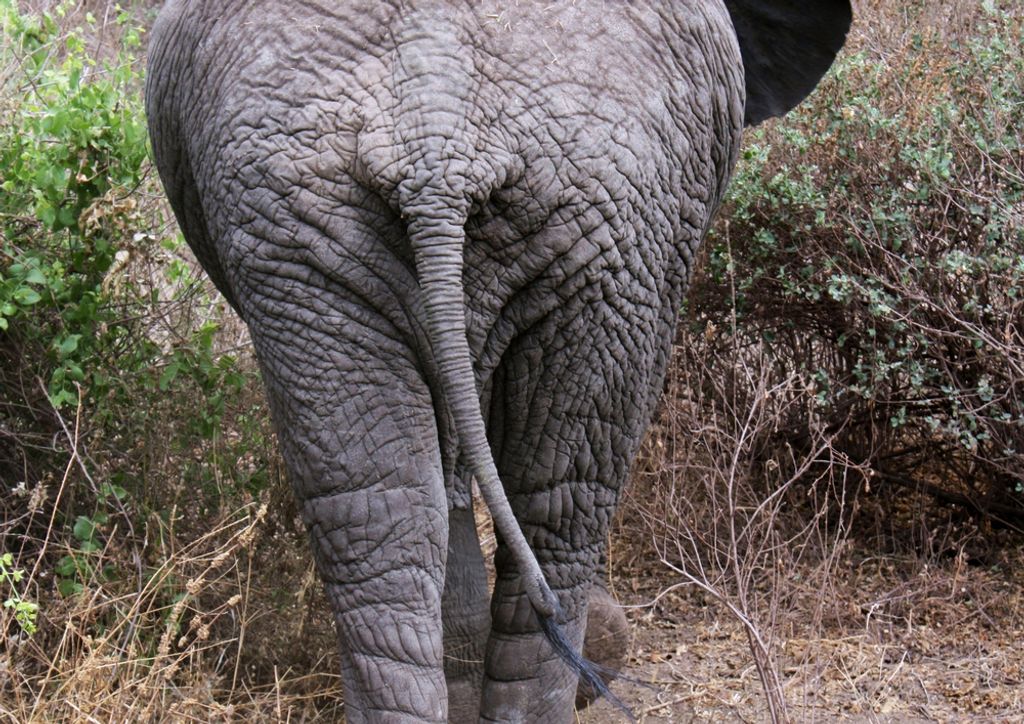 hansepuzzle 85340 - Elefant Puzzle, 260 Teile, Natur, 41,0 x 28,0cm mit hochwertiger Aufbewahrung, Kartonbox und wiederverschließbarem Beutel