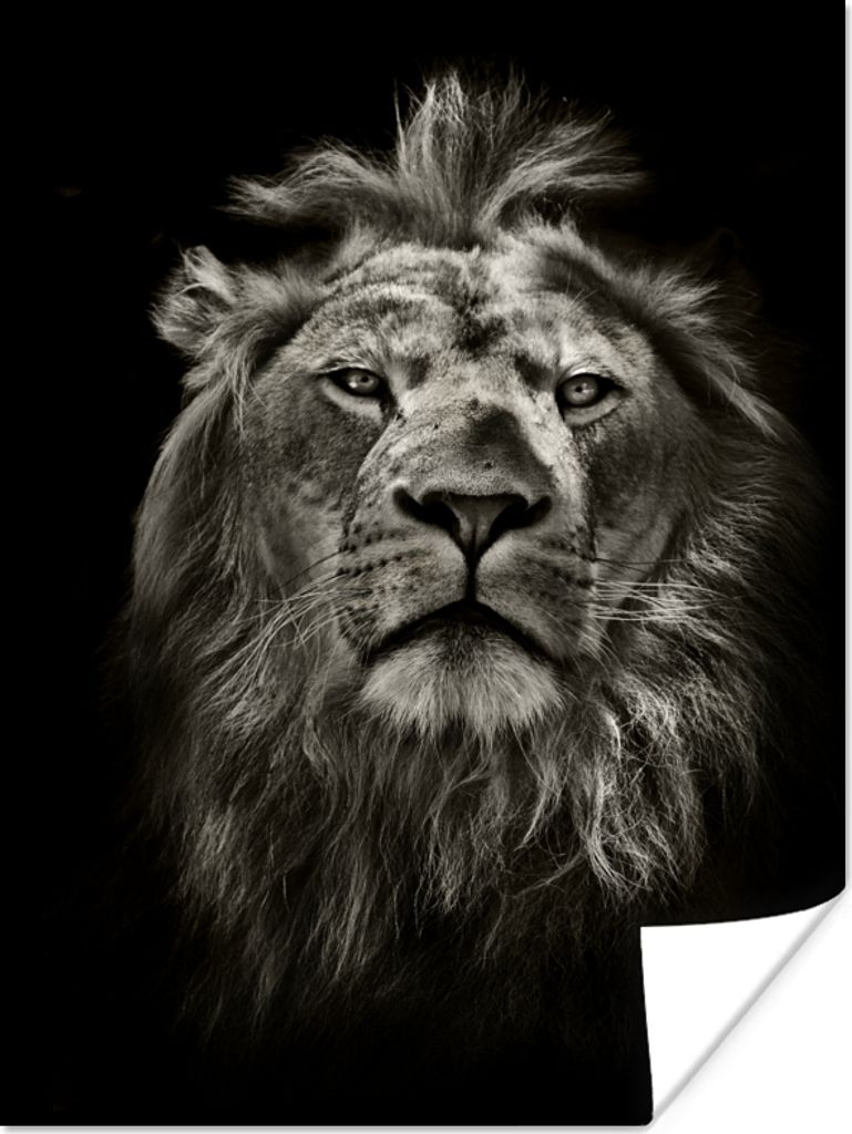 MuchoWow Poster Löwe - Tiere - Porträt - Wildtiere - Schwarz und weiß 30x40 cm - Wandplakat - Poster Kinderzimmer