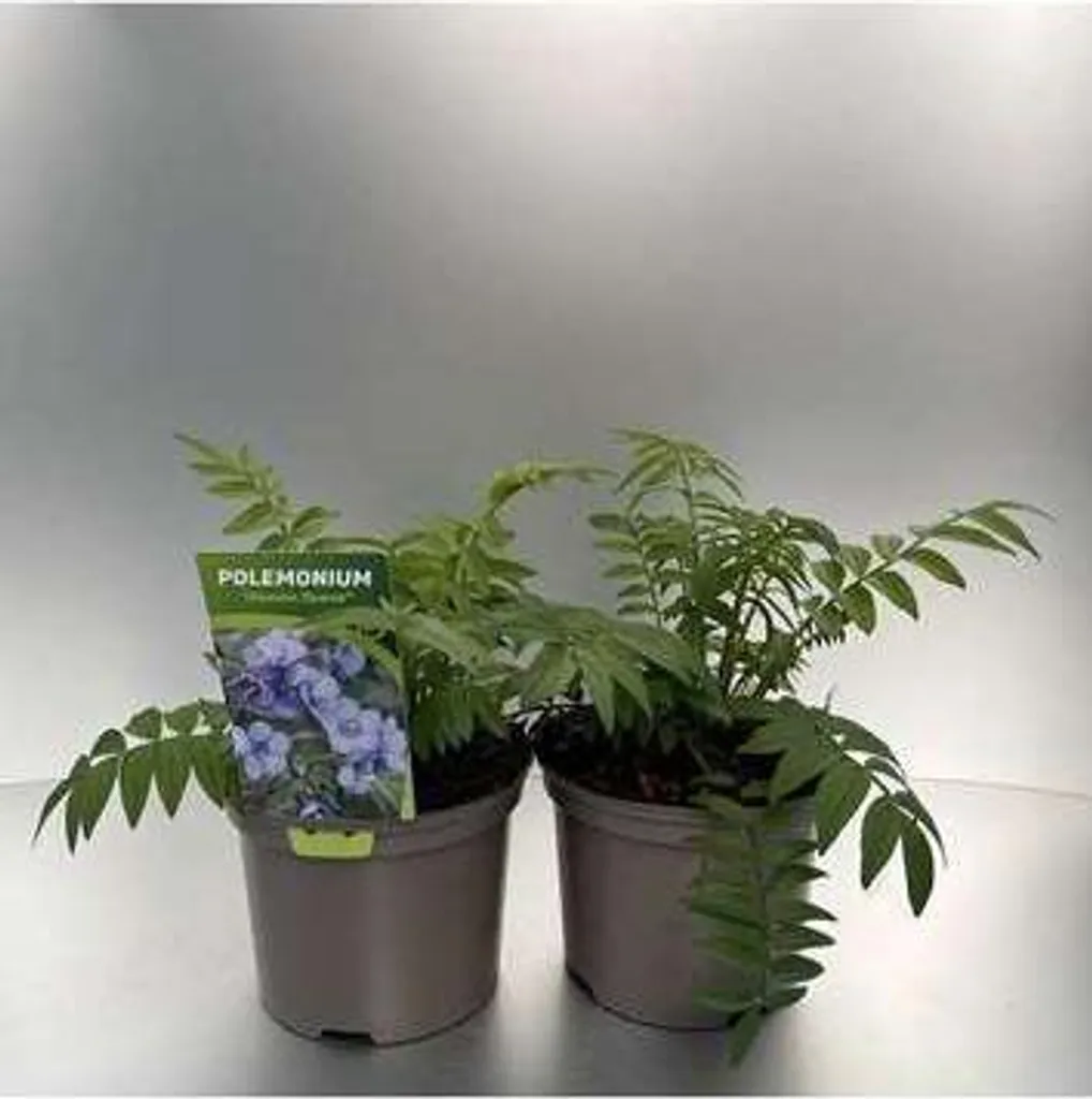 Polemonium Heaven Scent x6 - Plante Vivace Résistante au Gel en Pot
