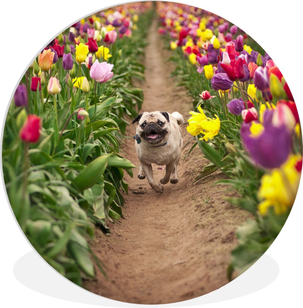 MuchoWow Rundes Wandbild - Runde Bilder Blumen - Tulpen - Hund Ø 60 cm Kreis Wanddekoration Kunststoff - Wandkreis - Wandschmuck - Wand Kreis - ...