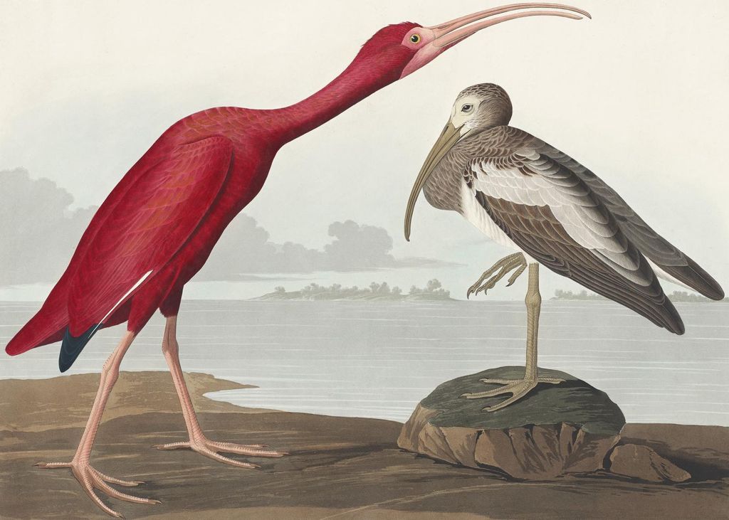 Plakat 70x50cm Scharlachibis, J.J. Audubon Vintage für das Wohnzimmer