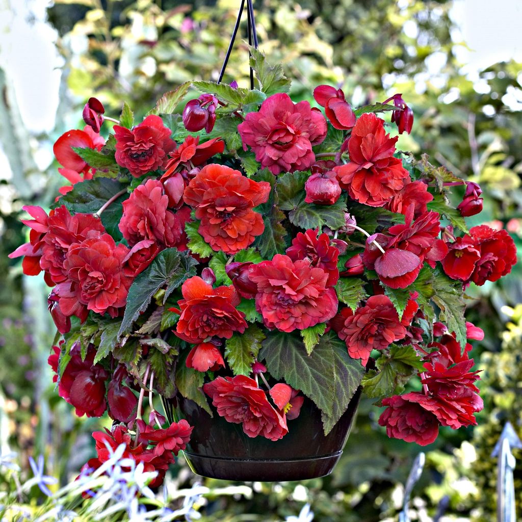 Bégonia retombant double parfumé Odorata Red Glory 1 pièce Image du produit 