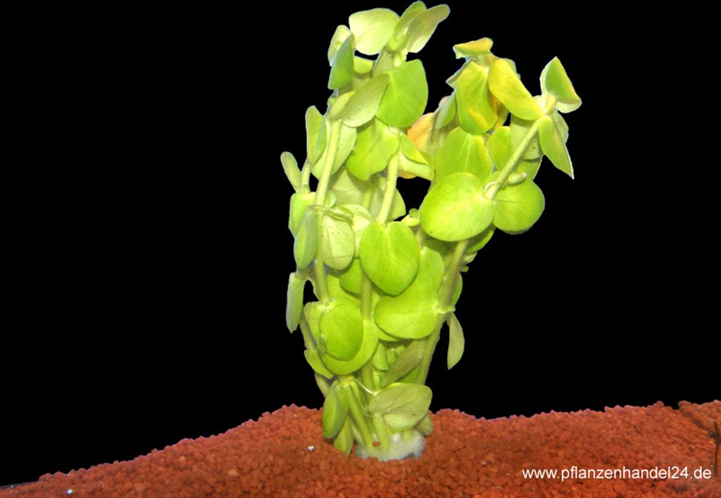 3 Bunde Bacopa Amplesicaulis, Grosses Fettblatt