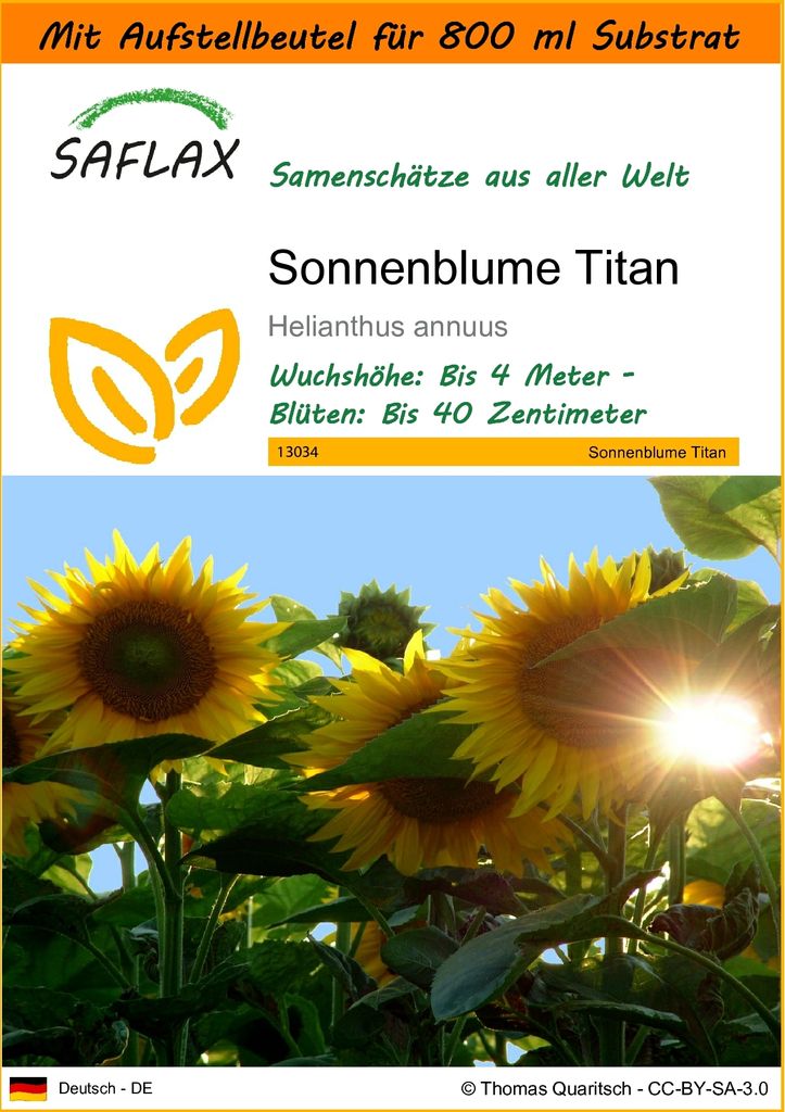 SAFLAX - Garden in the Bag - Sonnenblumen Titan - 20 Samen - Mit Anzuchtsubstrat im praktischen, selbst aufstellenden Beutel - Helianthus annuus