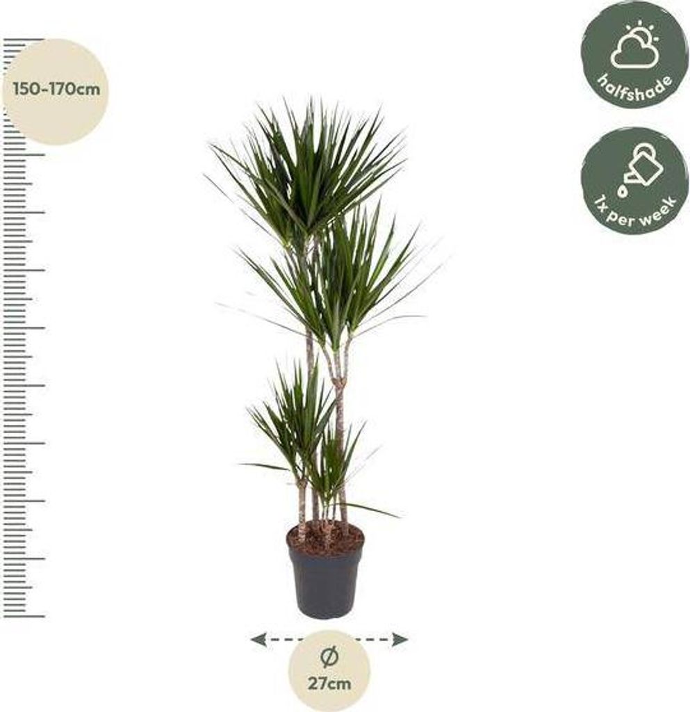 Drachenbaum Dracaena Marginata 160cm Ø27cm Zimmerpflanze mit grünen Blättern