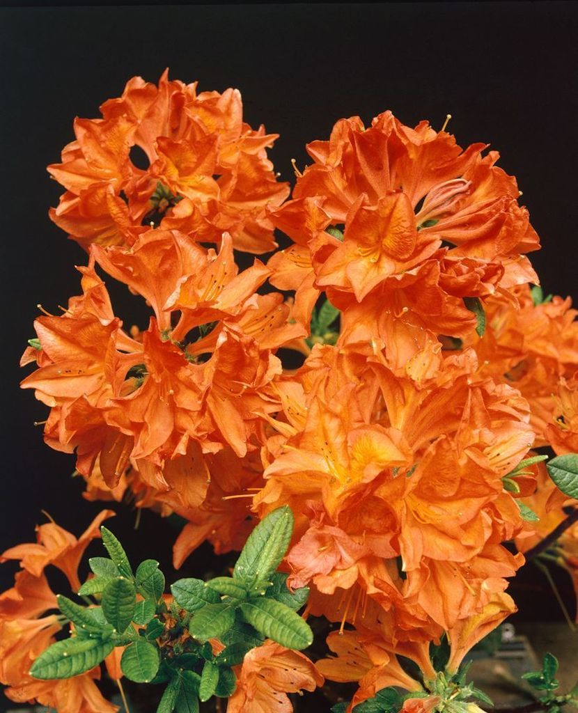 Rhododendron luteum 'Gibraltar', gelb-orange, 5060 cm