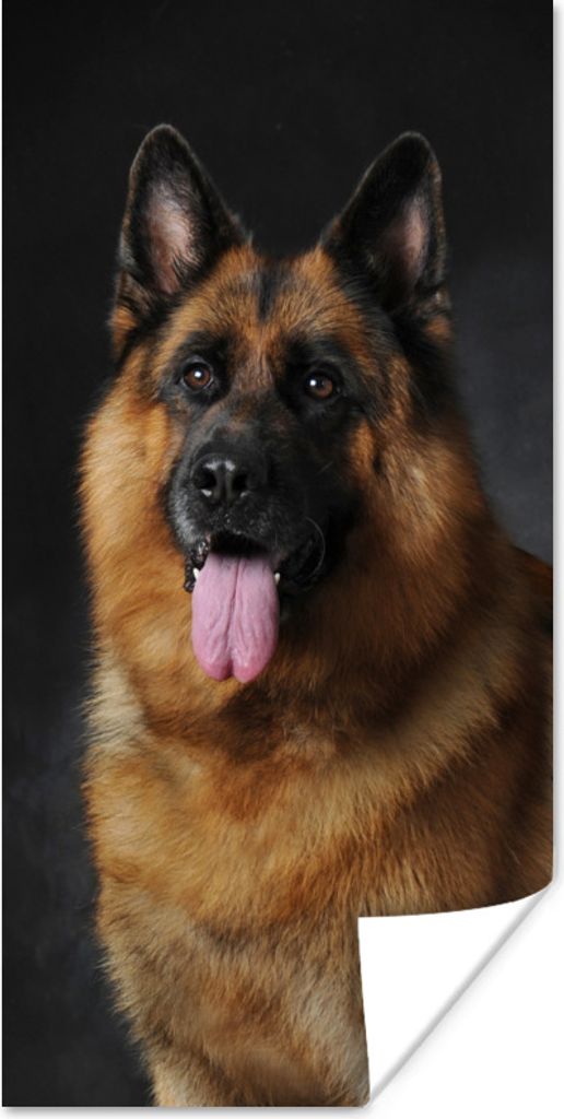 MuchoWow Poster Porträt eines Deutschen Schäferhundes mit schwarzem Hintergrund 40x80 cm - Dekoration