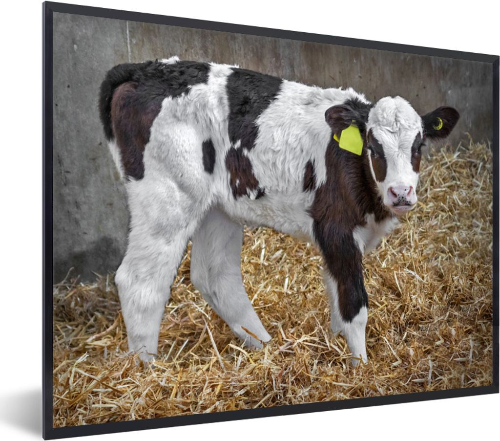 MuchoWow MuchoWow Gerahmtes Poster Kuh - Stroh - Kalb - Tiere 40x30 cm - Poster mit zchwarzem Bilderrahmen - Kunstposter - Wanddekorationen