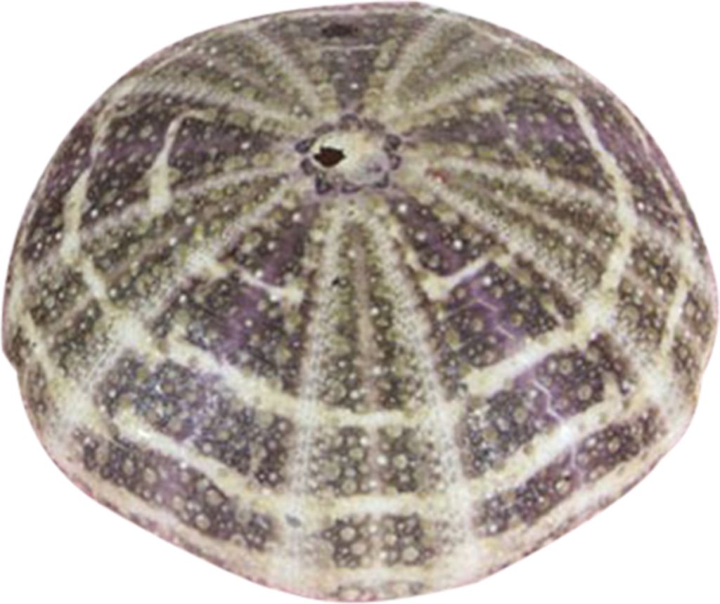 Seeigelschale hohe Haltbarkeit exquisite Form auf auffällige Muschelschatzkugel Ornament DIY Home Dekoration Geburtstagsgeschenk-C