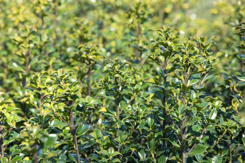 Ilex meserveae 'Heckenstar', Stechpalme, immergrün, 30–40 cm