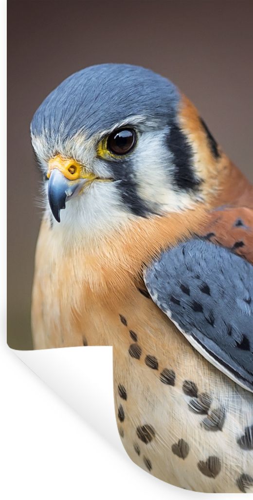 MuchoWow Wandtattoo Wandsticker Wandaufkleber Vogel - Makro - Blau 40x80 cm Selbstklebend und Repositionierbar - Repositionierbar - Wasser abweisend