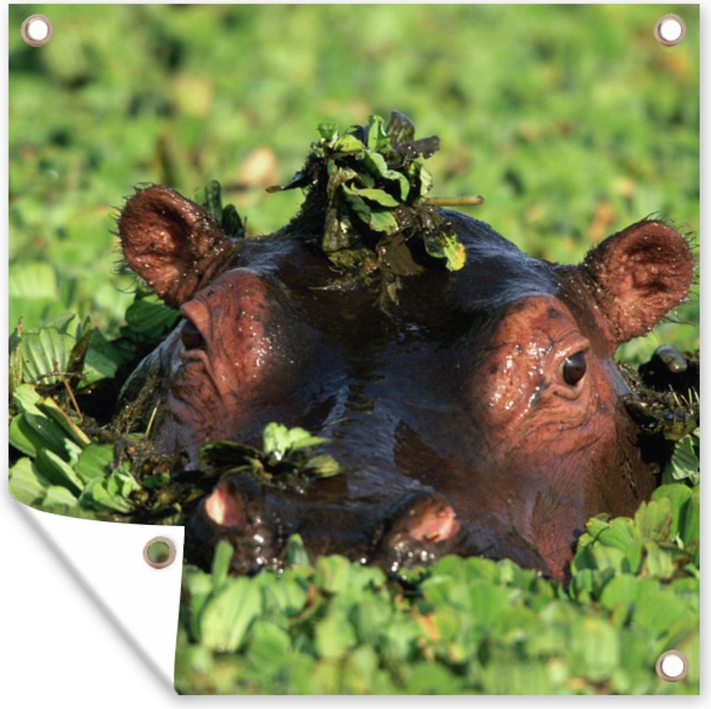 MuchoWow 50x50 cm Outdoor-Poster Gartendeko Sichtschutz Garten Poster für den Garten Nilpferd - Wasser - Pflanzen