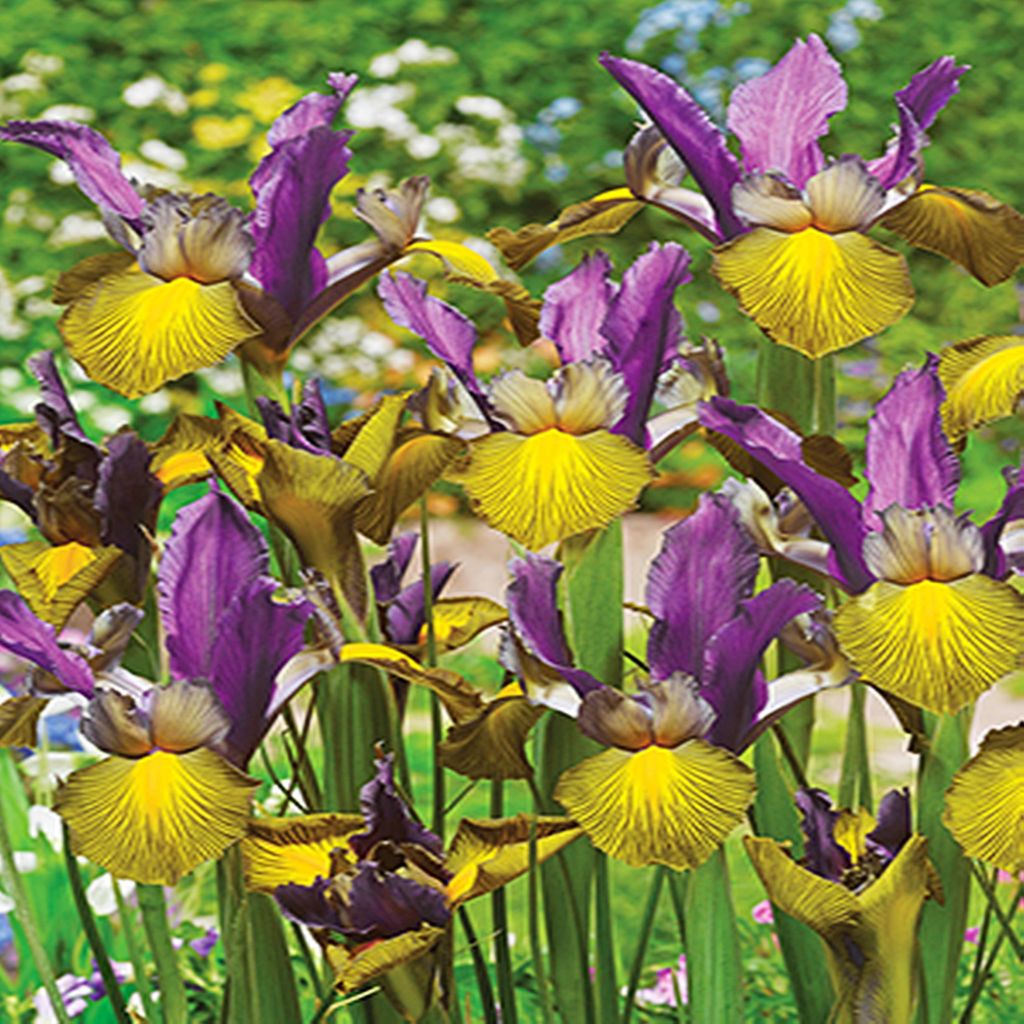 Bulbi da fiore Bulbi da fiore Iris Iris olandese Picasso 5 Immagine del prodotto 