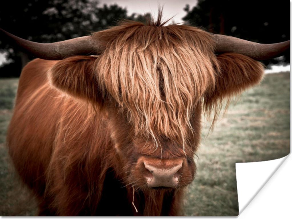 MuchoWow® Poster Schottischer Highlander - Baum - Gras Produktbild 