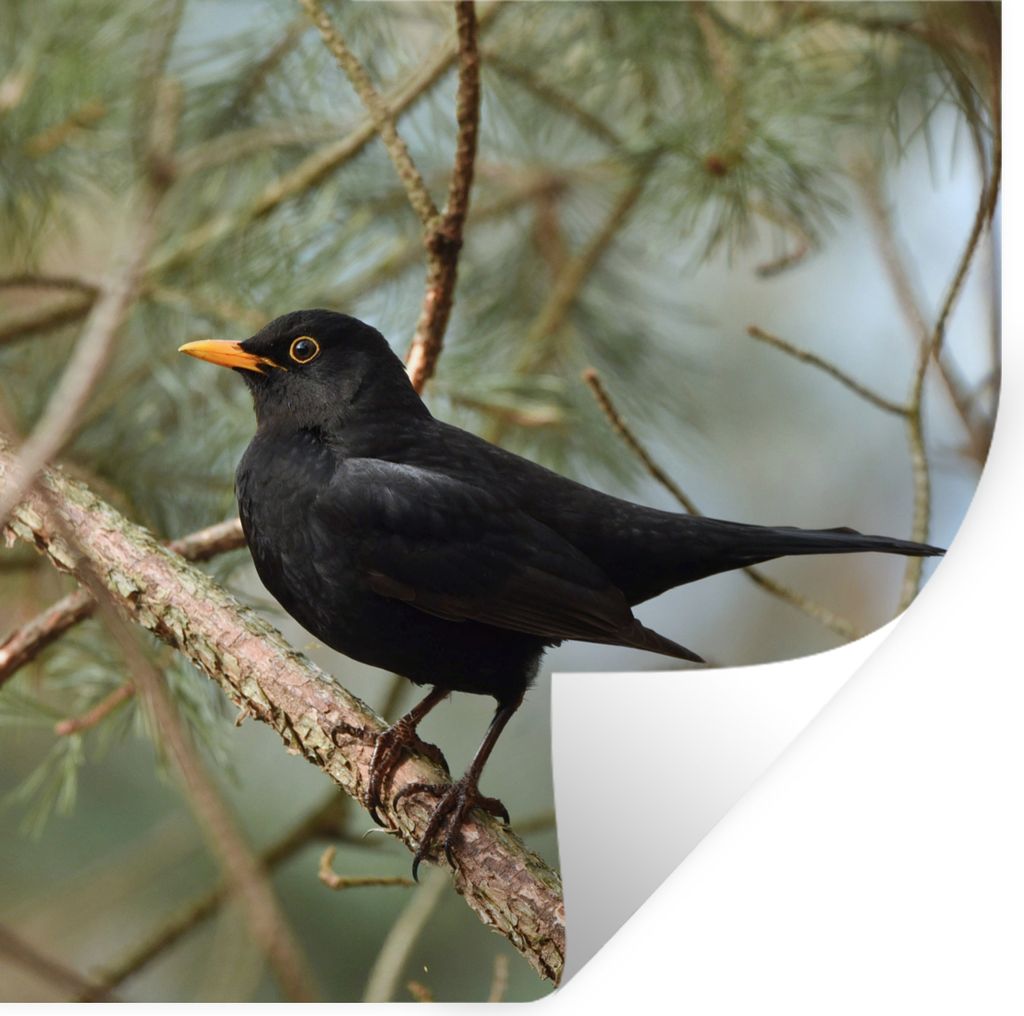 MuchoWow Wandtattoo Wandsticker Wandaufkleber Vogel - Amsel - Zweige - Tiere 50x50 cm Selbstklebend und Repositionierbar - Selbstklebend - Fotota...