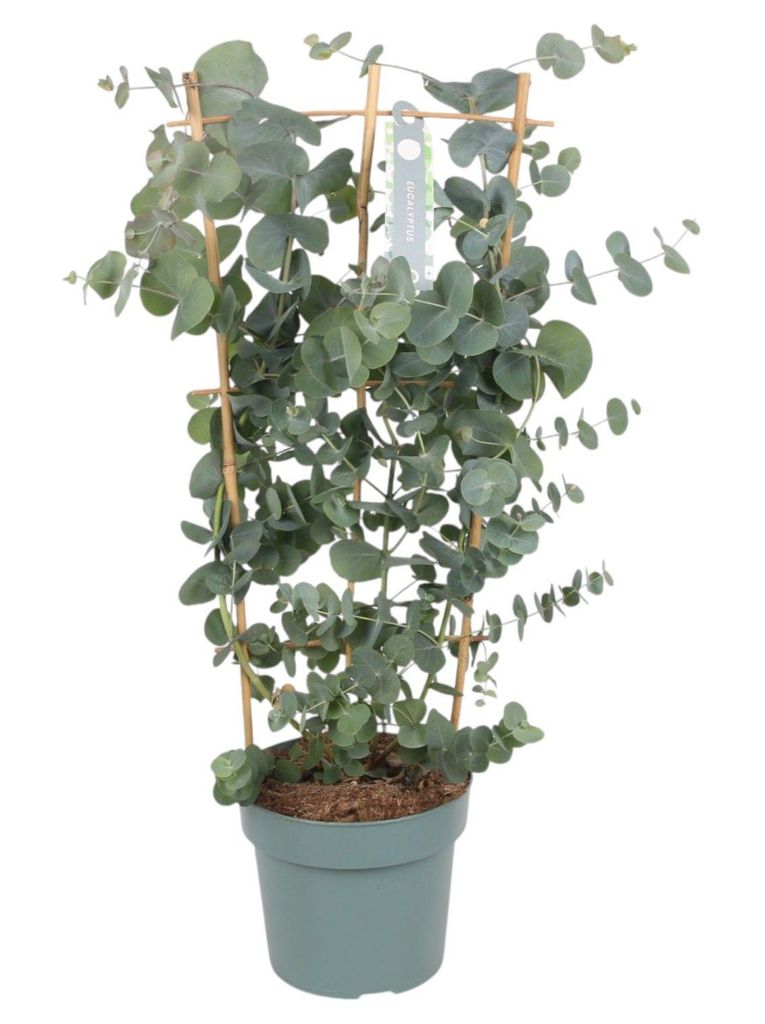 Eucalyptus cinerea Pflanze mit einer Höhe von 40 cm, Größe Produktbild 