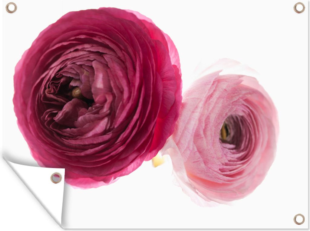 MuchoWow 40x30 cm Outdoor-Poster Gartendeko Sichtschutz Garten Poster für den Garten Zwei Butterblumen nebeneinander auf weißem Hintergrund