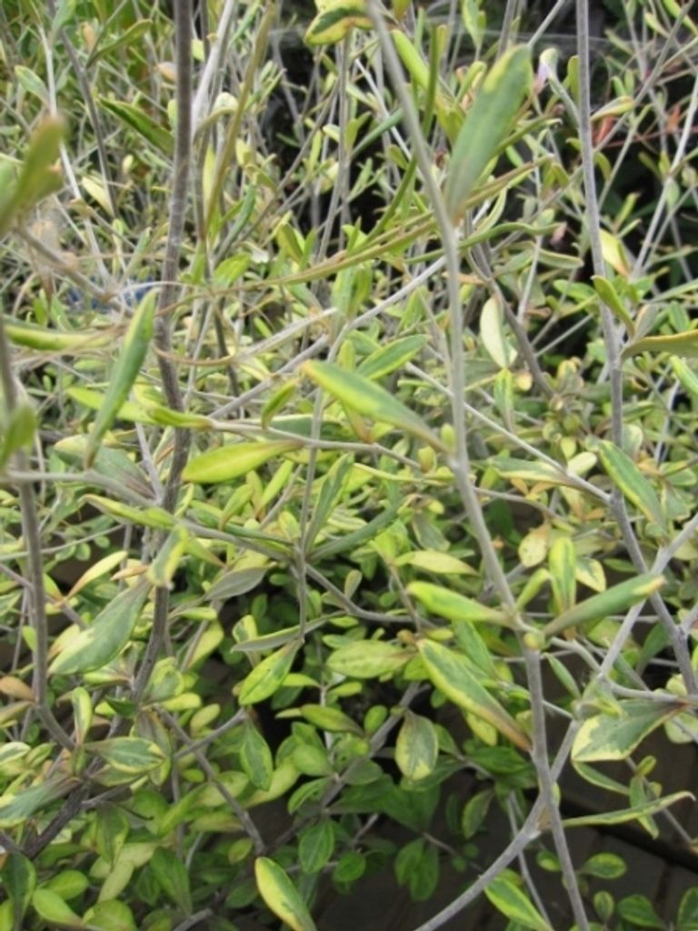 Corokia virgata Sunsplash - Zick-Zack-Strauch - Maschendraht- Buntdraht-Strauch - 30-40