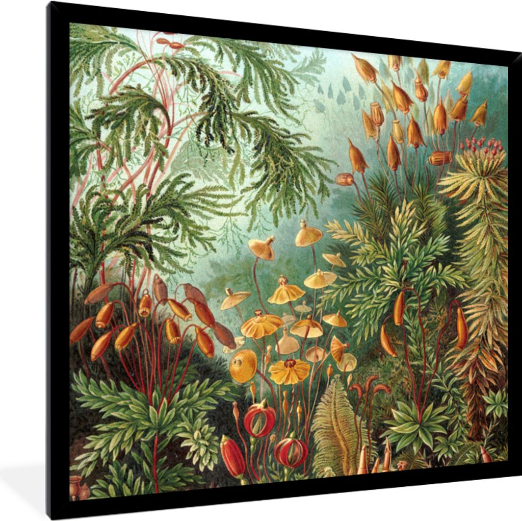 MuchoWow Gerahmtes Poster Alte Meister - Kunst - Muscinae - Haeckel 40x40 cm - Poster mit Schwarzem Bilderrahmen Wandposter Rahmen Foto Bilder - ...