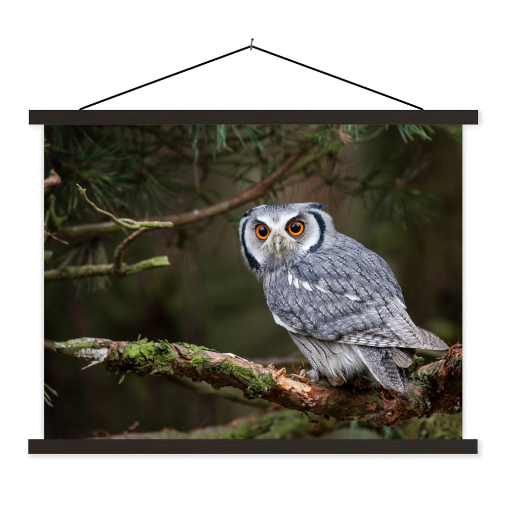 MuchoWow Textilposter Eule - Vogel - Äste - Natur 60x45 cm mit schwarzem Rahmen - Poster Schlafzimmer