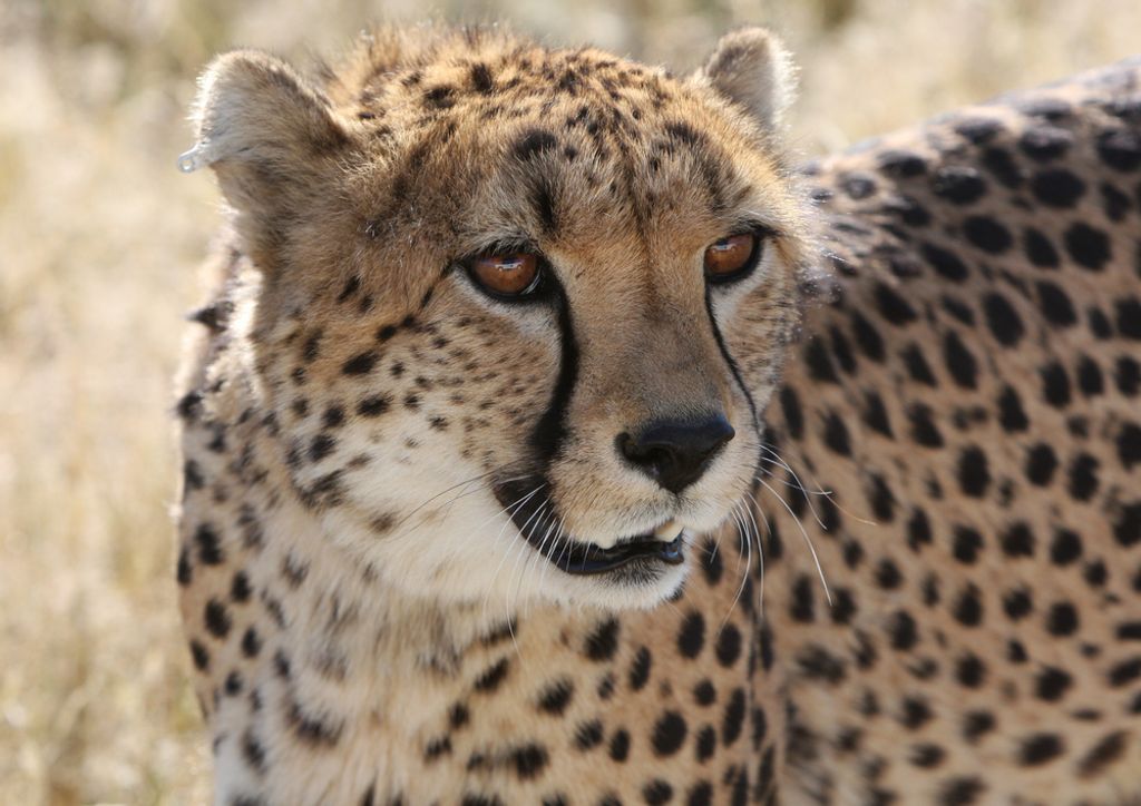 hansepuzzle 77658 - Gepard Puzzle, 260 Teile, Natur, 41,0 x 28,0cm mit hochwertiger Aufbewahrung, Kartonbox und wiederverschließbarem Beutel