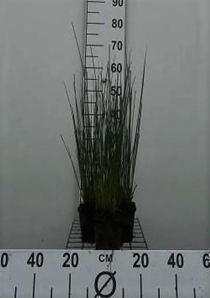 Juncus inflexus Jonc gris-bleu - Lot de 6 pour stabiliser berges humides
