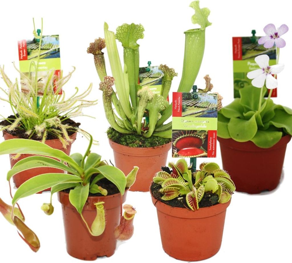 Starter-Set für fleischfressende Pflanzen – 5 Pflanzen Produktbild 