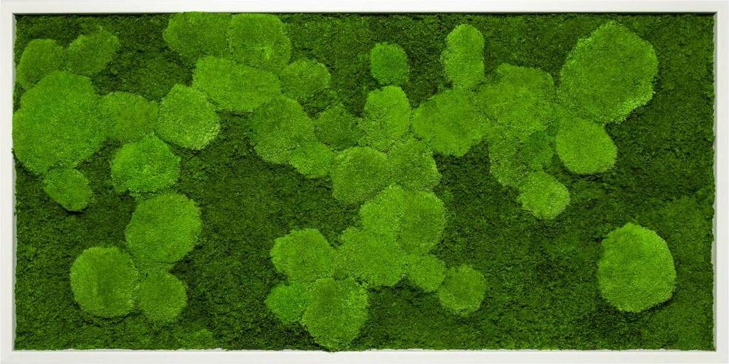 Moosbild 110x55cm 50% Flachmoos/ 50%Kugelmoos (weiß)