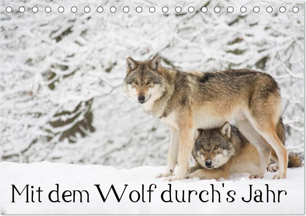 Mit dem Wolf durch's Jahr (Tischkalender 2026 DIN A5 quer), CALVENDO Monatskalender