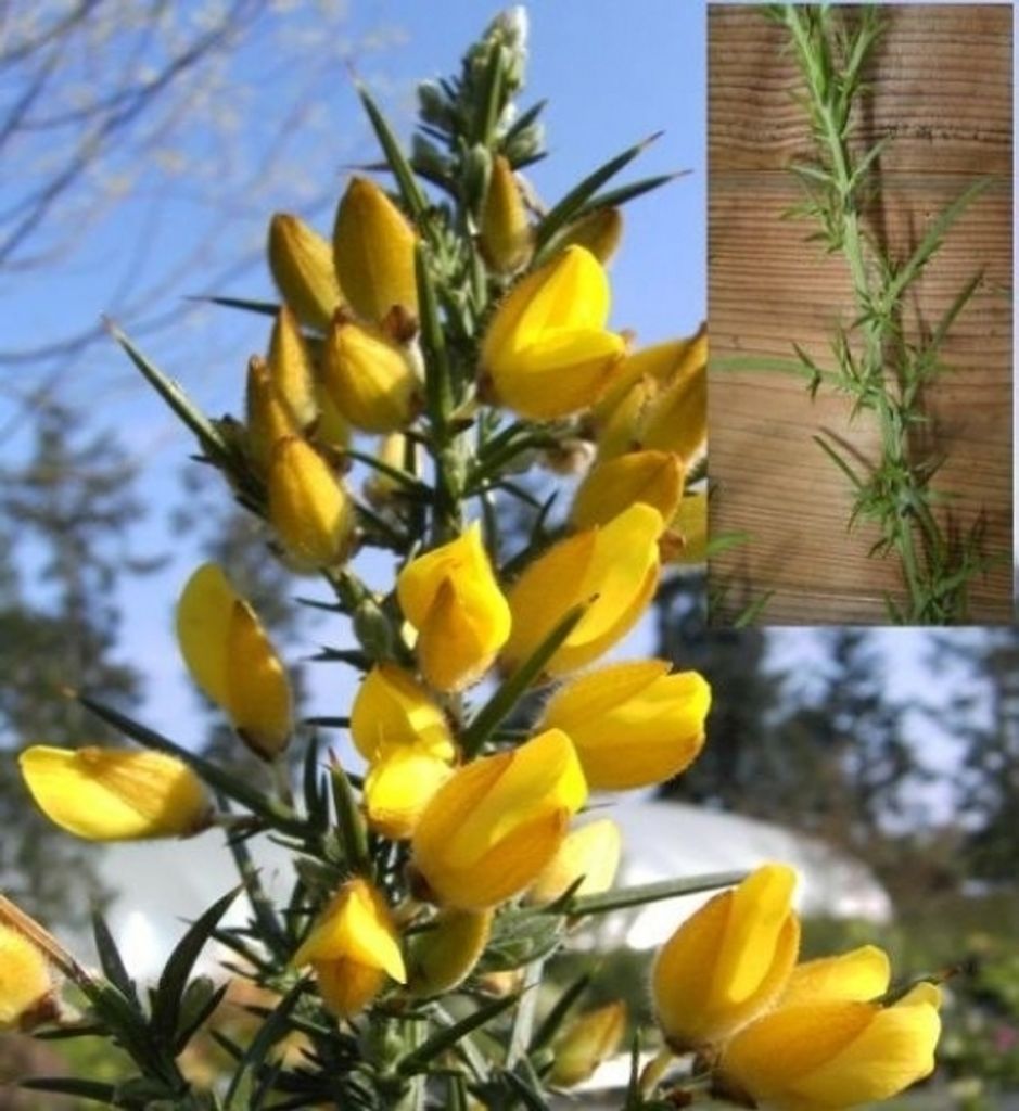 Ulex europaeus - Stechginster Produktbild 