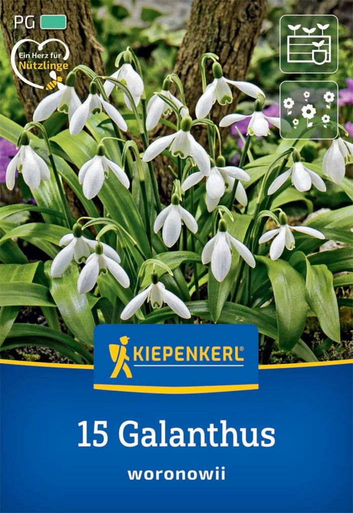 Kiepenkerl Schneeglöckchen Galanthus woronowii 15 Zwiebeln Produktbild 