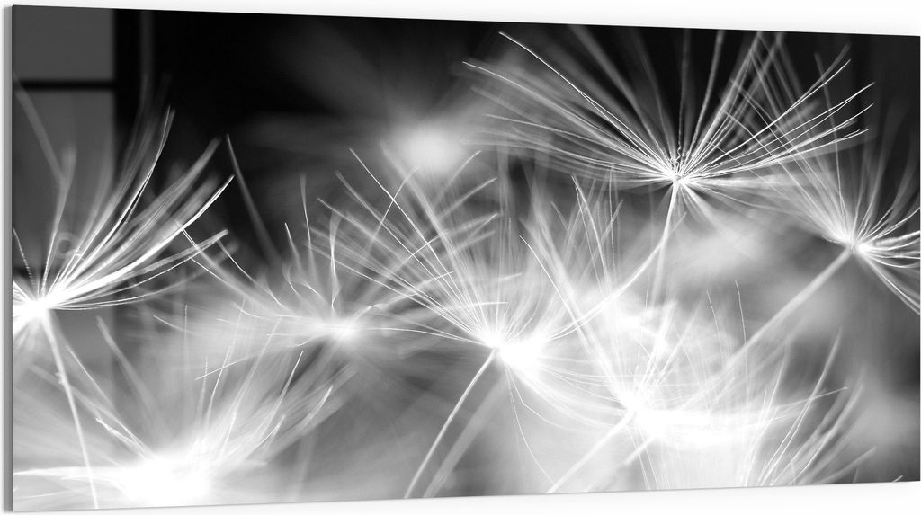 DEQORI Glasbild Acryl 100x50 cm 'Pusteblumenflug' Wandbild Bild modern Deko