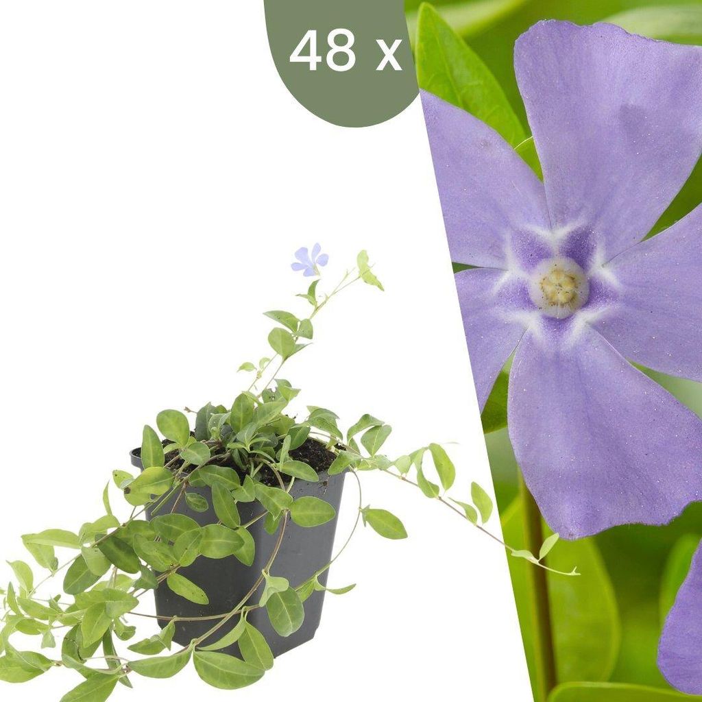 Plants by Frank | 48 Immergrün Pflanzen | Vinca Minor | Produktbild 