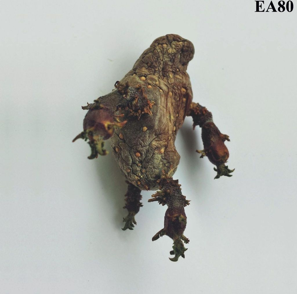 EA80: EA80: Single - - (LP / S)