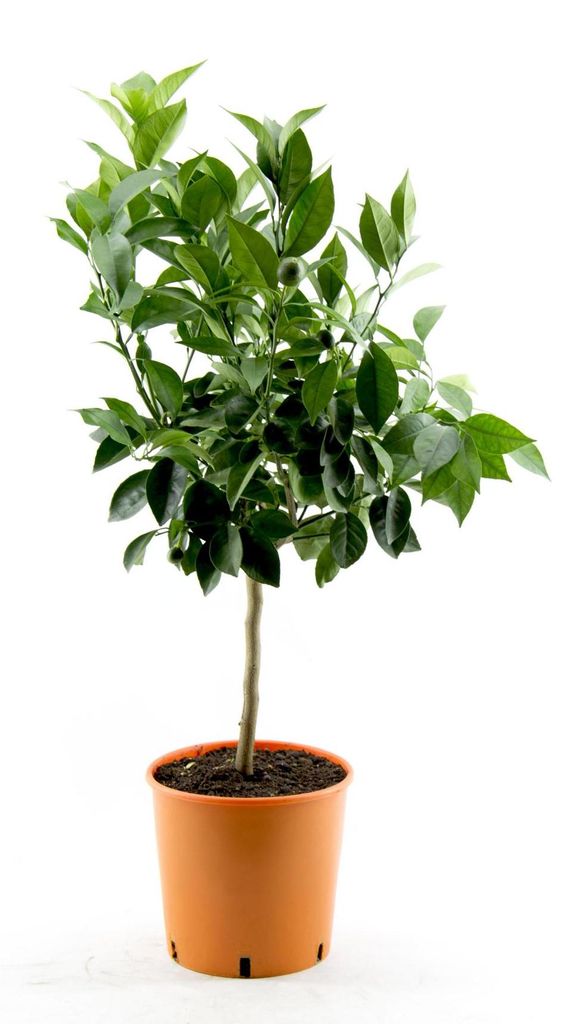 Citrus sinensis - pomarańcza prawdziwa - pomarańcza - Zdjęcie produktu 