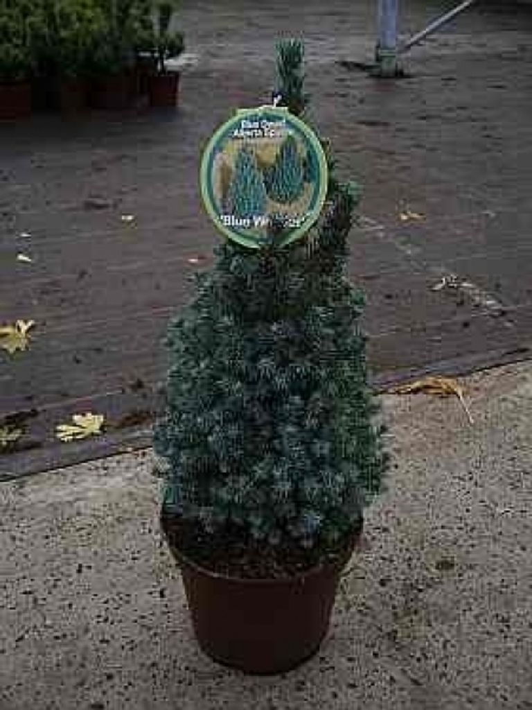 Blaue Zuckerhutfichte Blue Wonder - Picea glauca Blue Wonder 40-50cm
