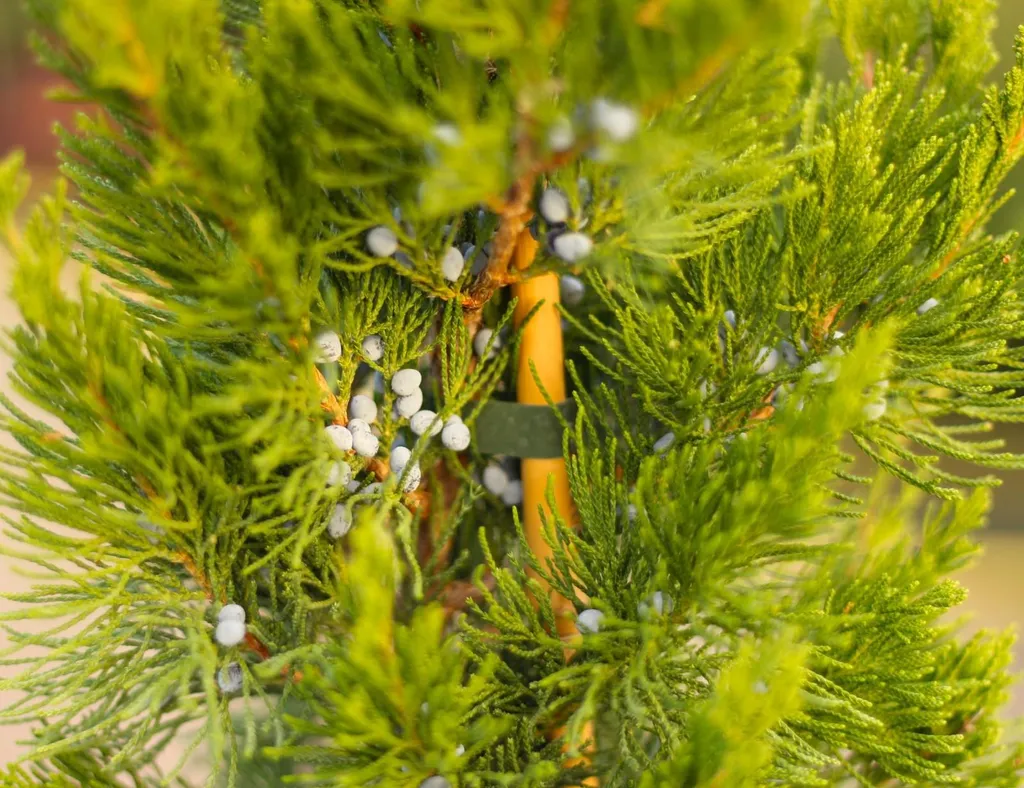 Juniperus Canaertii 50-60 cm - Genévrier Persistant à Forme Élancée - 2