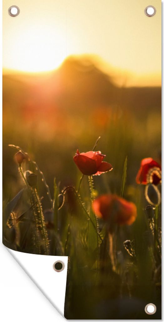 MuchoWow 40x80 cm Outdoor-Poster Gartendeko Sichtschutz Garten Poster für den Garten Mohn - Sonnenuntergang - Gold