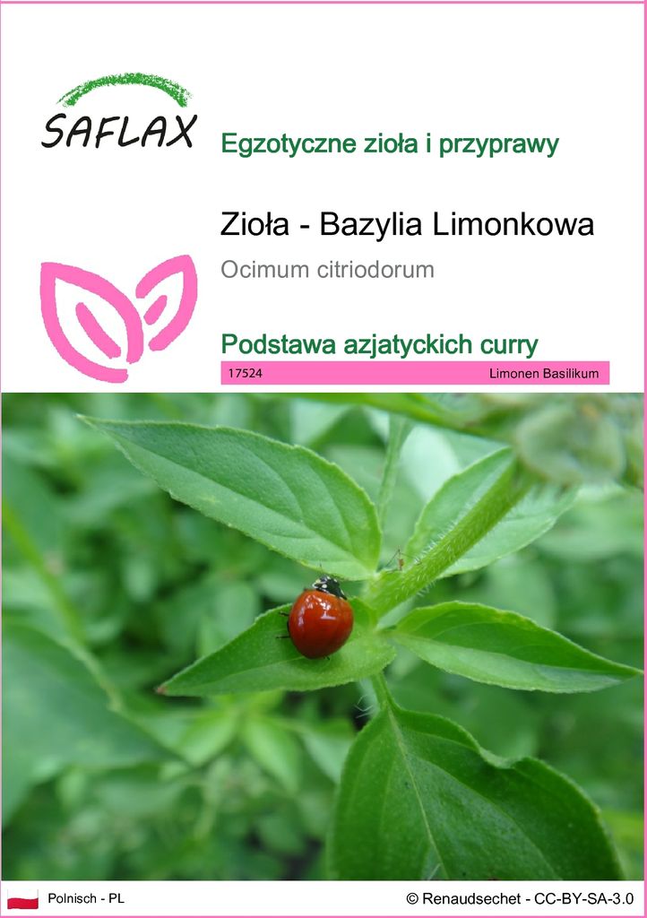 SAFLAX - Zioła - Bazylia Limonkowa - 200 Nasiona - Ocimum Zdjęcie produktu 