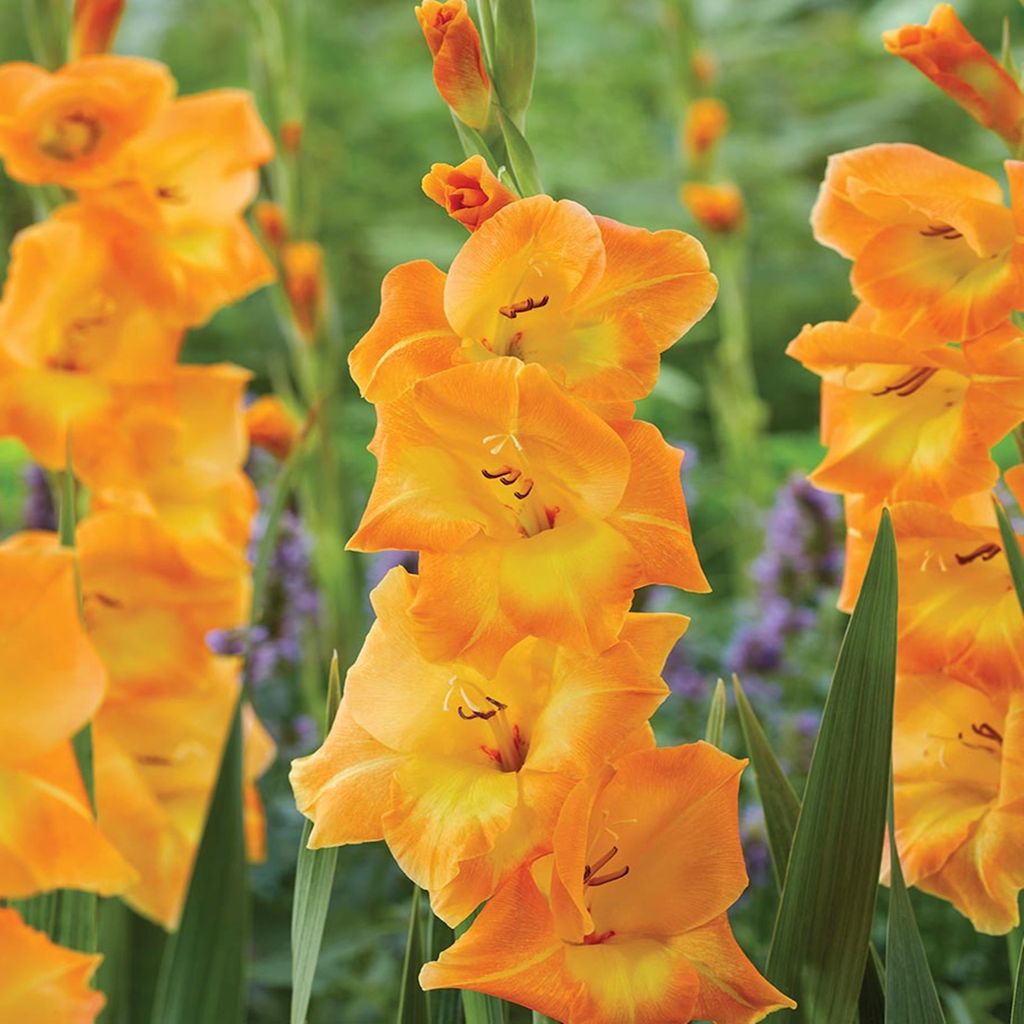 Gladiolo Cornelli a fiore grande, 5 pezzi Gladioli Bulbi di Immagine del prodotto 