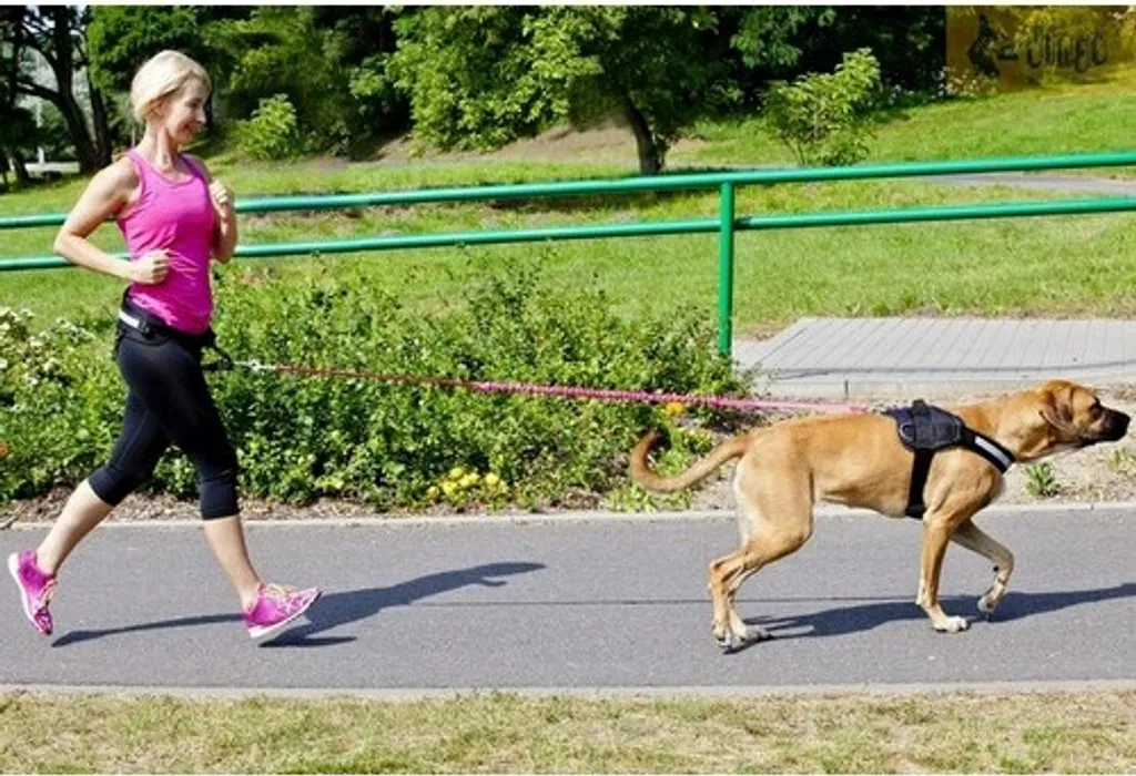 Laisse de jogging Dingo 170cm pour courir avec son chien en sécurité