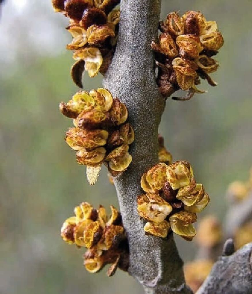 Olivello Spinoso Hikul Maschio 2L Immagine del prodotto 