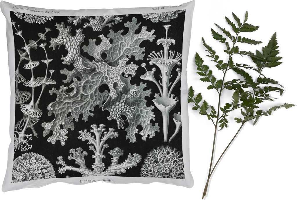 MuchoWow Zierkissen Sofakissen Wohnzimmer Dekokissen 40x40 cm Kunst - Koralle - Ernst Haeckel - Alte Meister - Natur - Foto Kissen - Schlafzimmer...