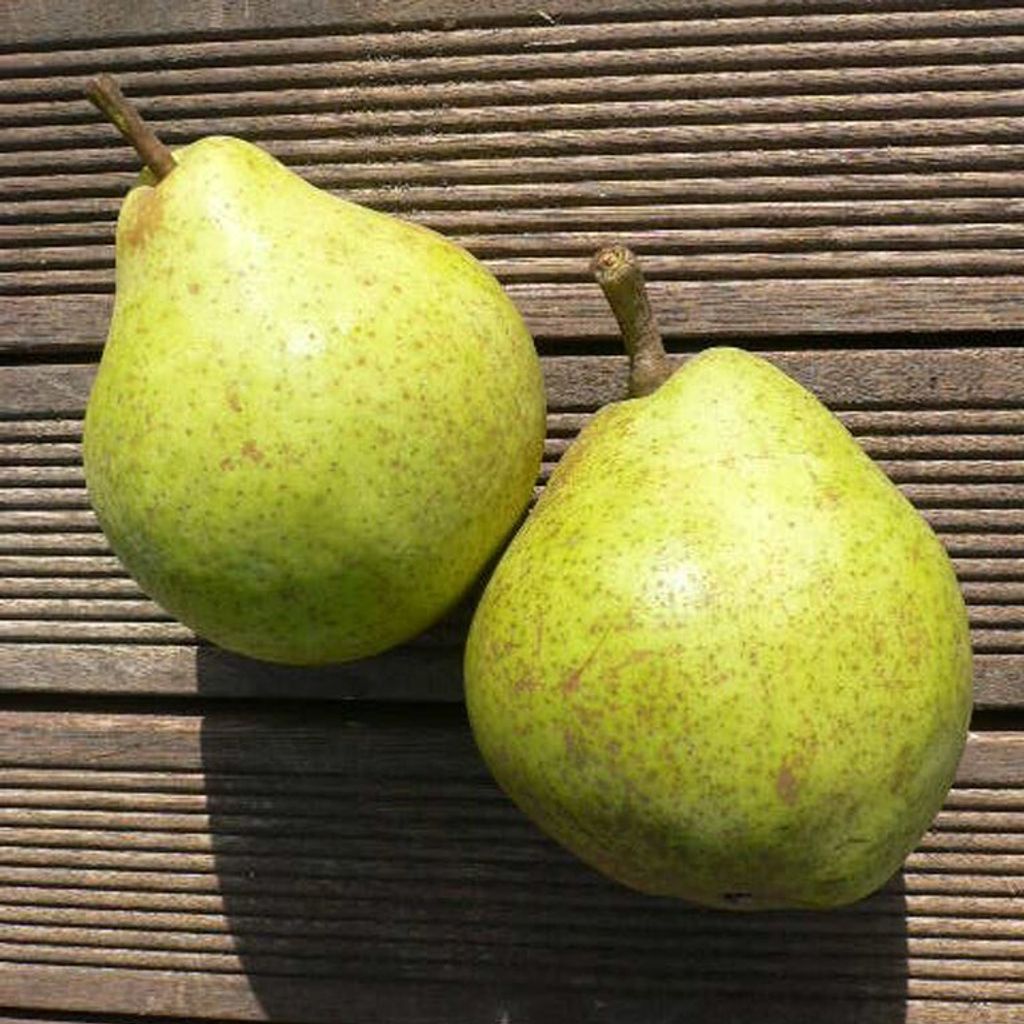 Novemberbirne, Novembra, robuste Spätherbstbirne, Birnenbaum 110-140 cm, Unterlage: Quitte A