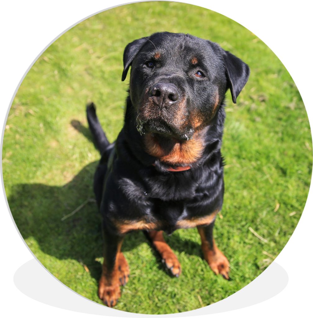 MuchoWow Rundes Wandbild - Runde Bilder Rottweiler schaut seinen Besitzer an Ø 90 cm Kreis Wanddekoration Kunststoff - Wandkreis - Wandschmuck -...